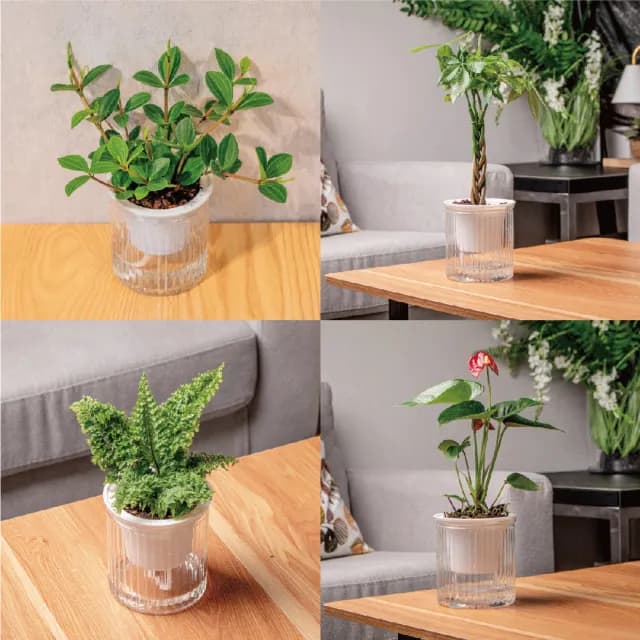 【巧繪網手創館】免澆水盆栽 圓盆(室內植物 觀葉植物 禮物 辦公室小物)