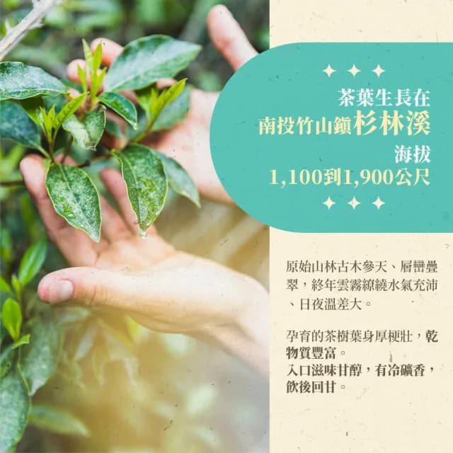 【名池茶業】佳沁蜜奶香杉林溪金萱烏龍茶葉 150gx4包(共1斤；春茶精選)