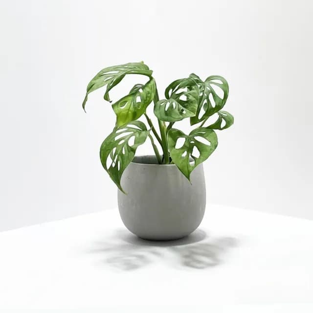 【原植】洞洞蔓綠絨(送禮 室內 植物 植栽)