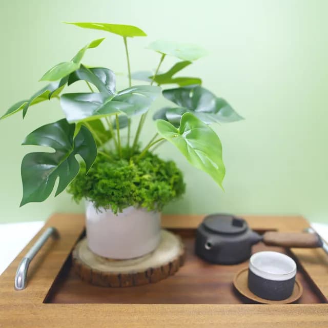 【HUGO DECO 榆果傢飾】擬真龜背芋 電信蘭香氛植栽 低款(擬真植物/人造盆栽/綠化/佈置/禮物)