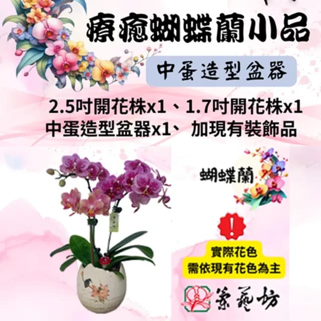 【蘭藝坊】蝴蝶蘭療癒中蛋造型盆栽(蝴蝶蘭)