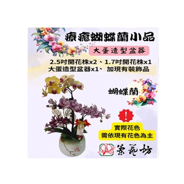 【蘭藝坊】蝴蝶蘭療癒大蛋造型盆栽(蝴蝶蘭)