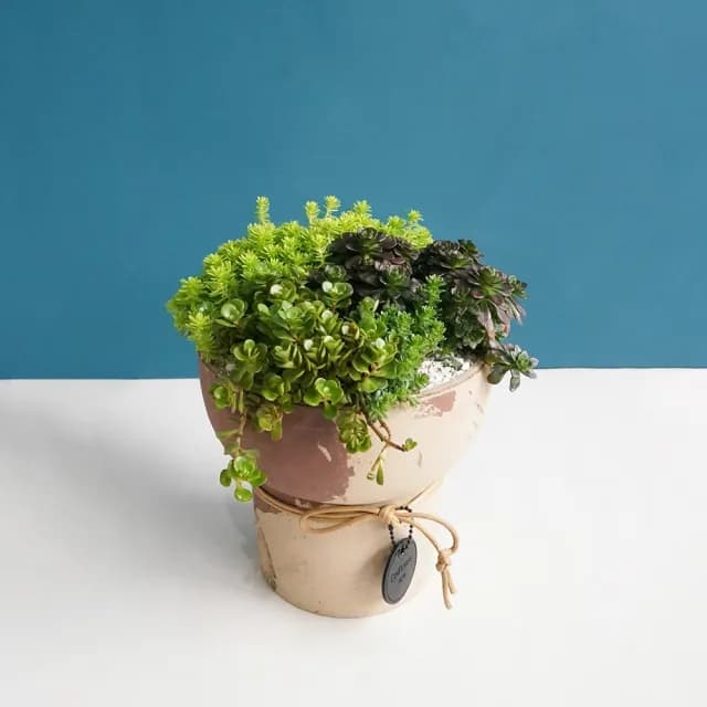 【CNFlower 西恩】多肉小夏天(植栽/植物/居家佈置)