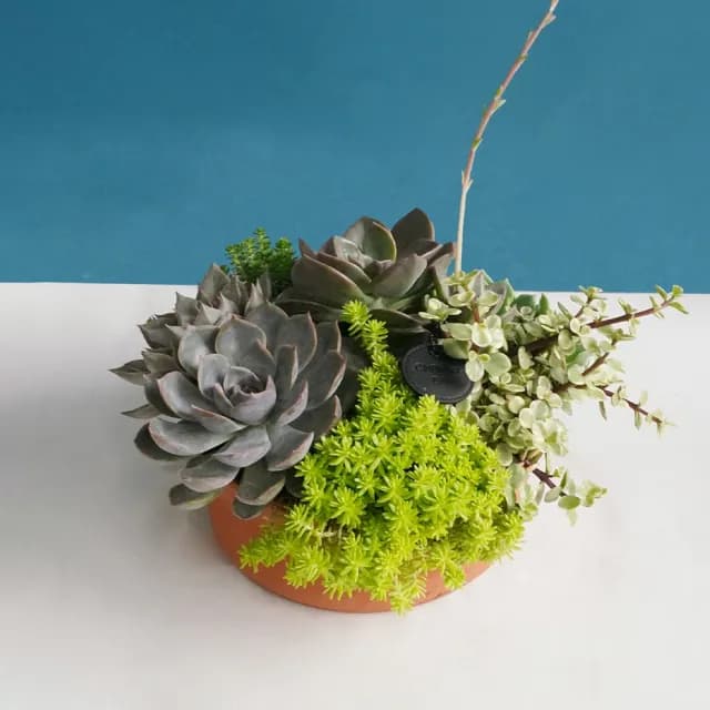 【CNFlower 西恩】多肉夏夢(植栽/植物/居家佈置)