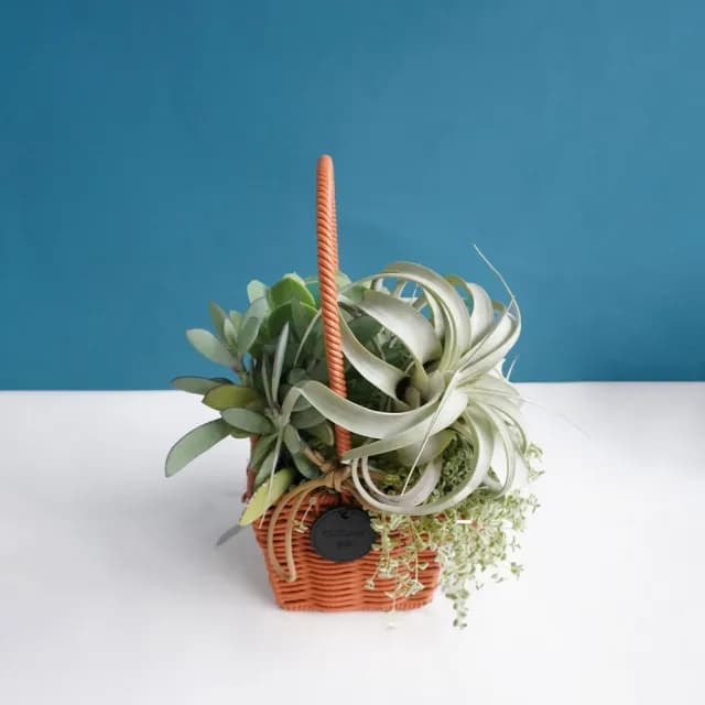 【CNFlower 西恩】空鳳夏夢(植栽/植物/居家佈置)