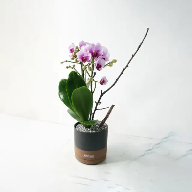 【CNFlower 西恩】日和 蘭花植物(送禮/植栽/開幕祝賀/居家擺飾)