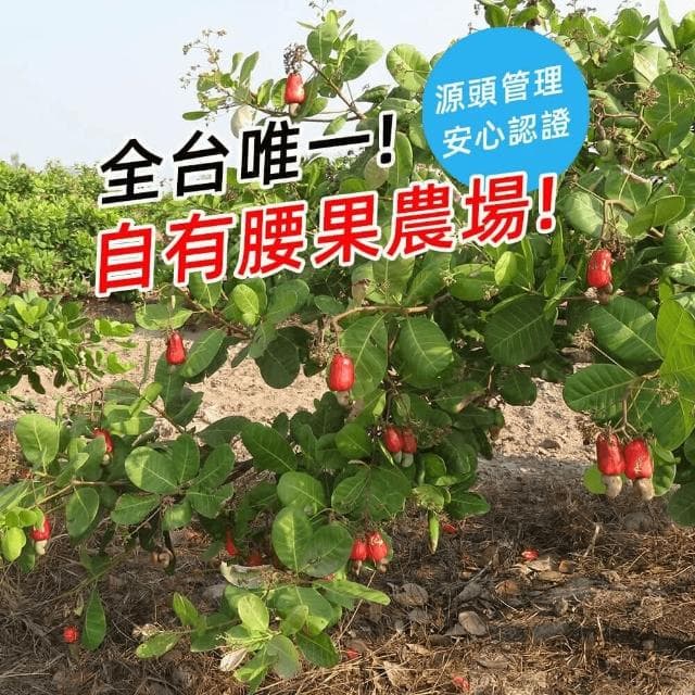 【Welwel微兒微兒】原味低溫烘焙腰果260gX2包(堅果/腰果/素食/原味/低溫烘焙/中秋送禮/送禮推薦)