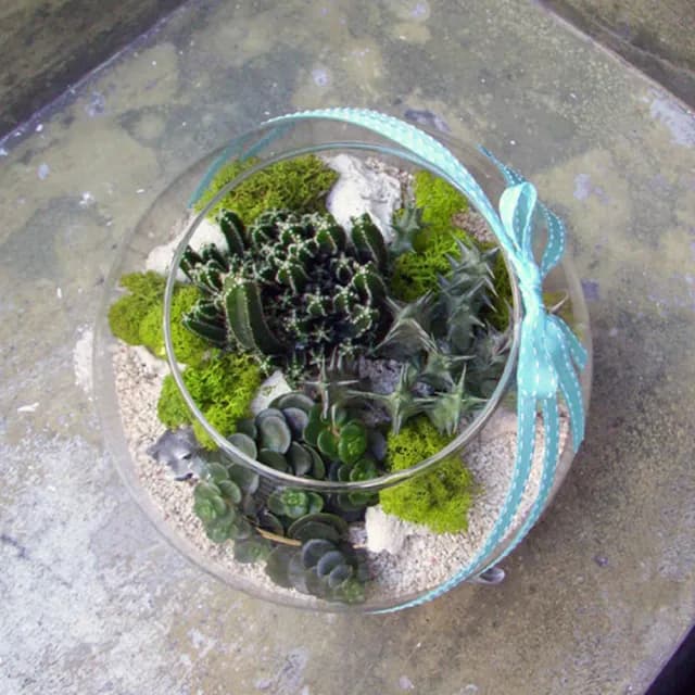 【Santa Ana】10吋玻璃球多肉植物盆栽組合(三種以上不同植栽)