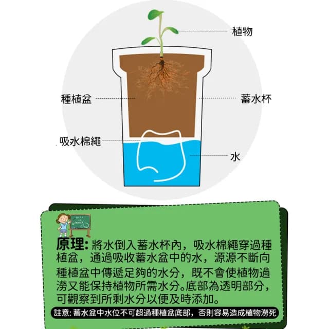 【百獅】大號 種植小盆栽 兒童植物 兒童盆栽(DIY負離子綠植 小盆栽 種植盆栽 幼稚園 國小種植功課)