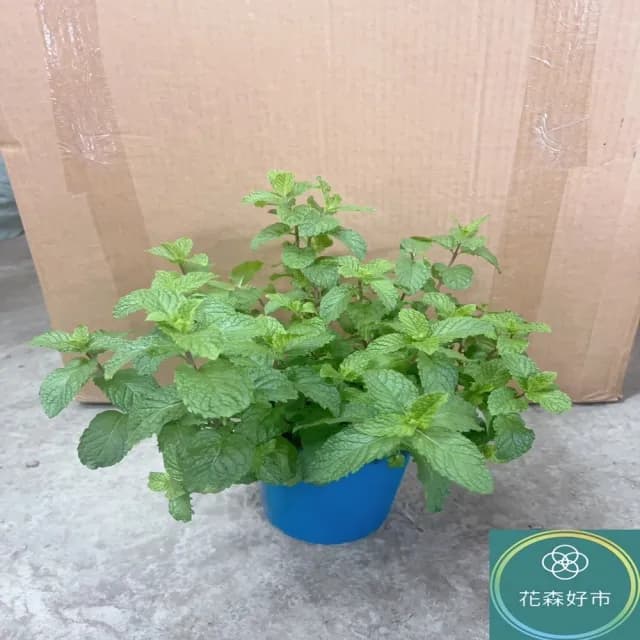 【花森好市】綠薄荷 清箭薄荷 荷蘭薄荷5-6吋(香氣 香草植物 盆栽 薄荷類)