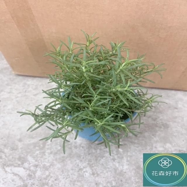 【花森好市】直立迷迭香(香草植物 盆栽 神聖之草 香氣)
