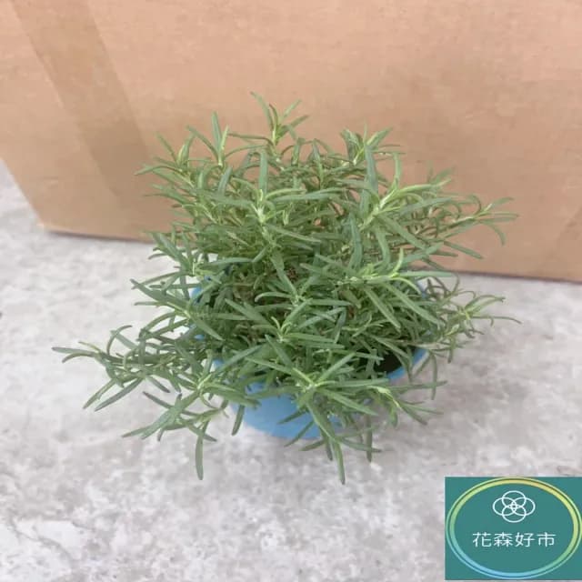 【花森好市】直立迷迭香(香草植物 盆栽 神聖之草 香氣)