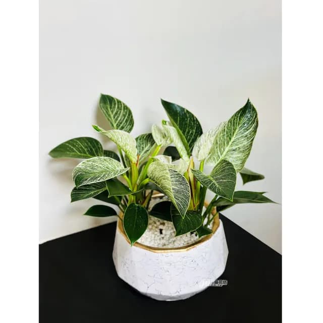 【偉盛花坊】鉑金蔓綠絨(開幕．榮陞． 喬遷．公司行號．桌上擺飾．朋友、送禮)