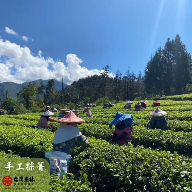 【台灣農林】官方直營 尚品紅玉紅茶x3盒 台茶18號(天然製材茶包2.2gx25入/盒)