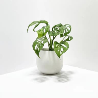 【原植】洞洞蔓綠絨(送禮 室內 植物 植栽)