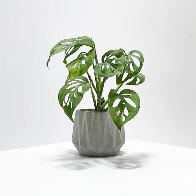 【原植】洞洞蔓綠絨(送禮 室內 植物 植栽)