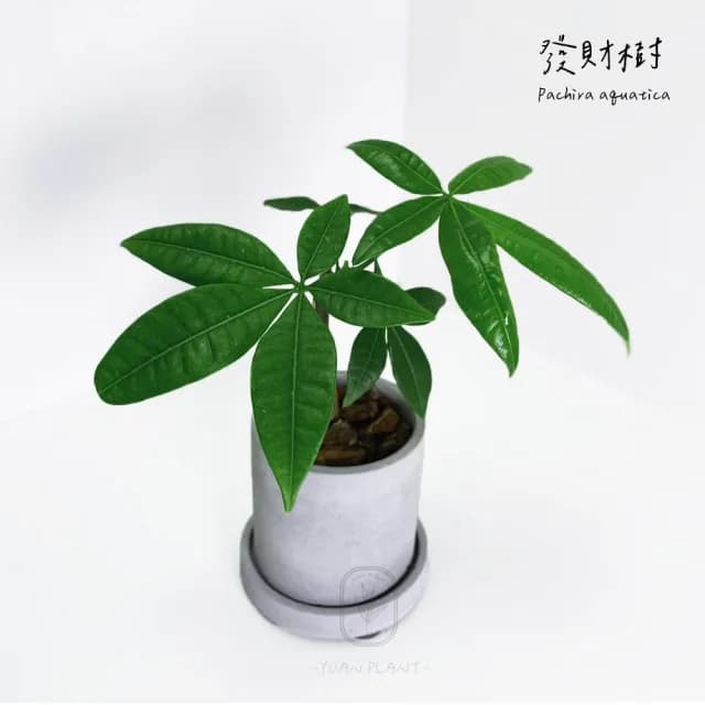 【原植】馬拉巴栗(送禮 室內 植物 植栽)