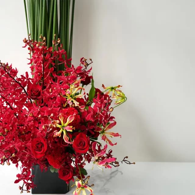 【CNFlower 西恩】濃紅萬里 盆花 腎藥蘭(送禮/鮮花/居家擺飾/祝賀/開幕/升官)