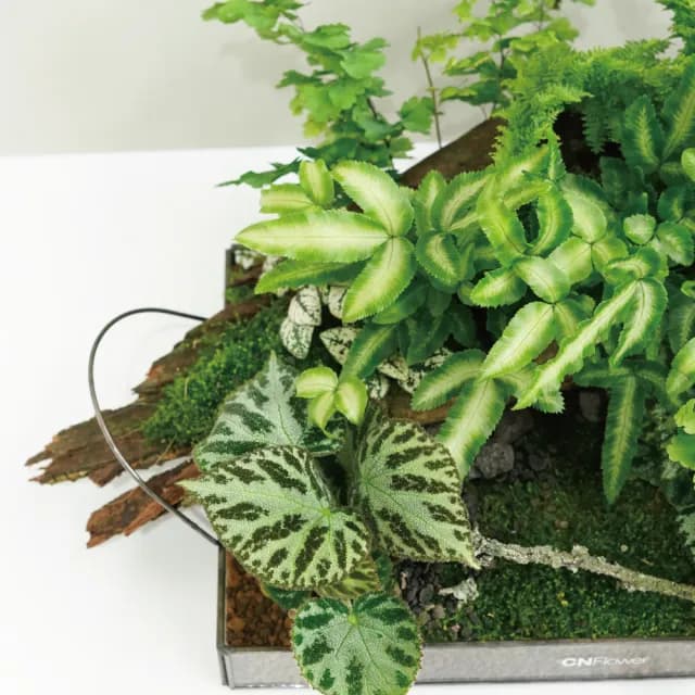 【CNFlower 西恩】森林家宴 觀葉植物 植栽(送禮/植栽/植物/觀葉植物/多肉/蕨類)