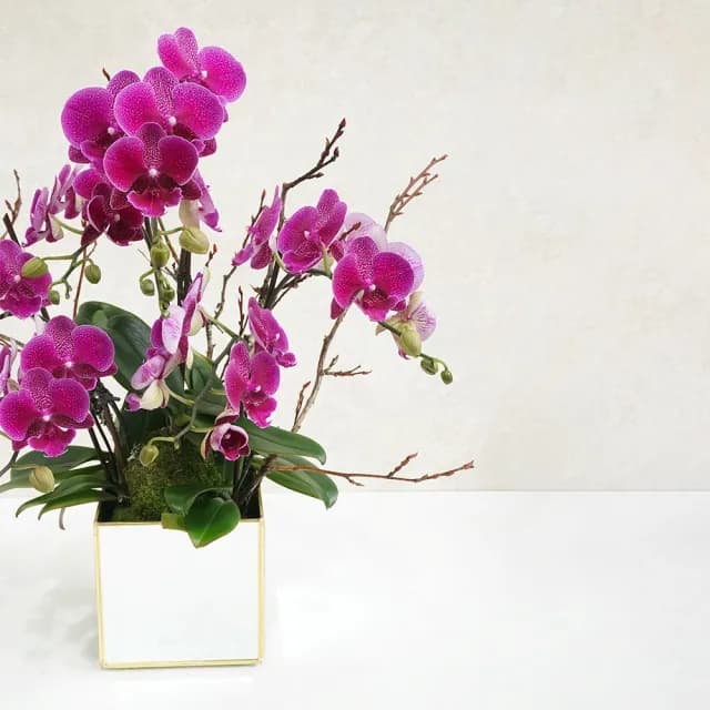 【CNFlower 西恩】映春 桃色蘭花植栽(送禮/植物/植栽/蘭花/祝賀/居家擺飾/裝飾)