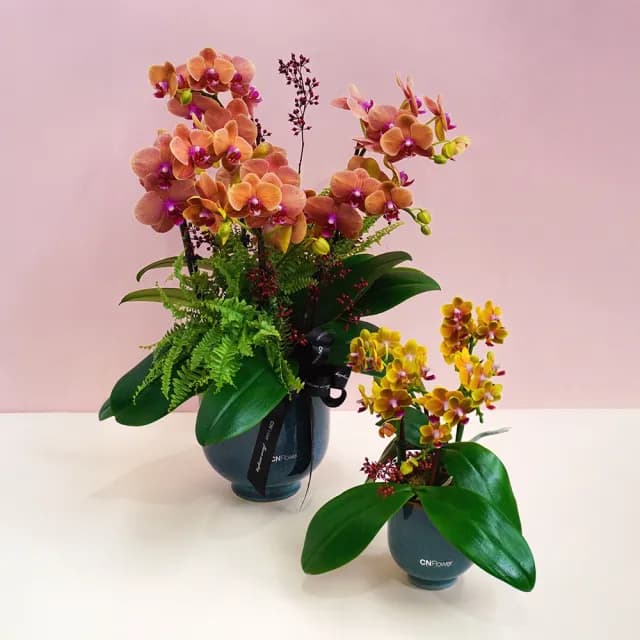 【CNFlower 西恩】庭園蘭夢 蘭花植栽(送禮/植物/植栽/蘭花/祝賀/居家擺飾/裝飾)