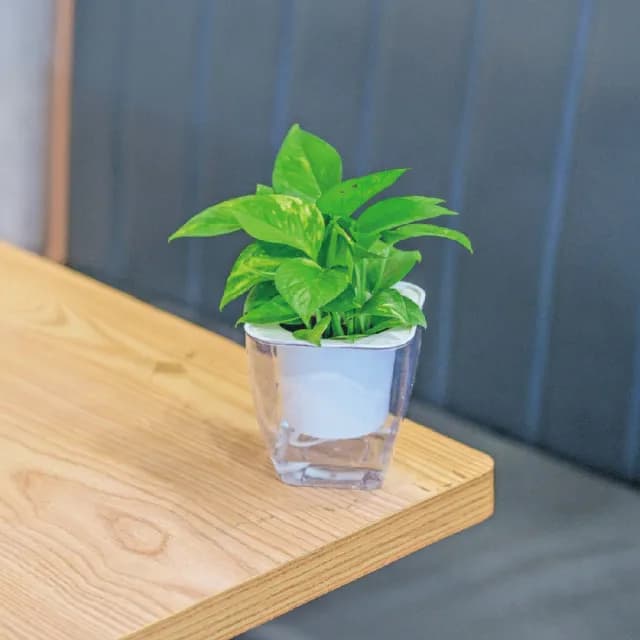 【巧繪網手創館】免澆水盆栽 方形(內植物 觀葉植物 禮物 盆栽 辦公室小物)