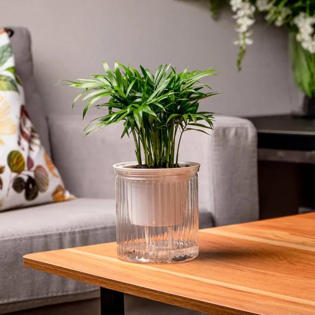 【巧繪網手創館】免澆水盆栽 圓盆(室內植物 觀葉植物 禮物 辦公室小物)