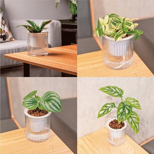 【巧繪網手創館】免澆水盆栽 圓盆(室內植物 觀葉植物 禮物 辦公室小物)