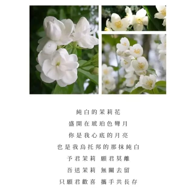 【Loyvera】S925純銀莫離茉莉花情侶對戒(純潔的愛情 對戒 戒指 銀戒 可調節 情人節禮物 百搭飾品)