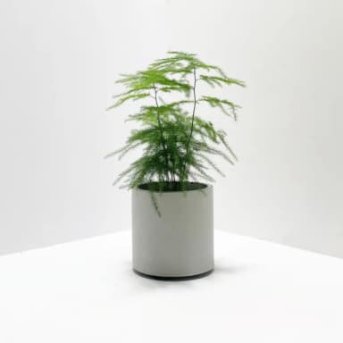 【原植】文竹(送禮 室內 植物 植栽)