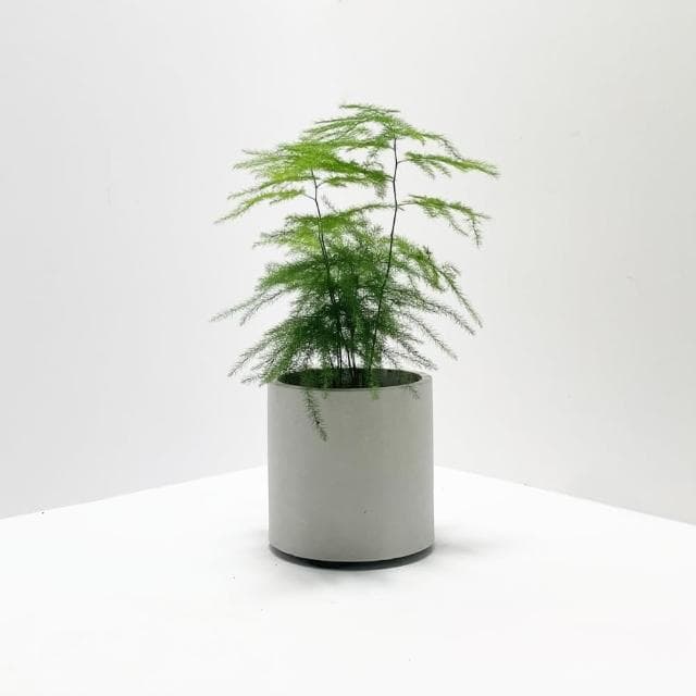 【原植】文竹(送禮 室內 植物 植栽)