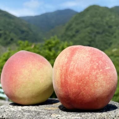 【初品果】拉拉山水蜜桃禮盒2盒 (10顆/盒) 2.4kg 產地直送 五月桃 媽媽桃 季節限定 企業送禮