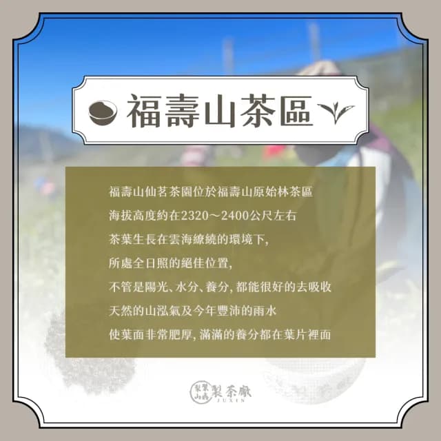 【梨山聚鑫製茶廠】福壽山仙茗手採高冷茶半斤組75g×4包(75克/包、正產地、輕發酵、無焙火)