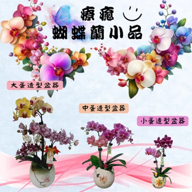 【蘭藝坊】蝴蝶蘭療癒中蛋造型盆栽(蝴蝶蘭)