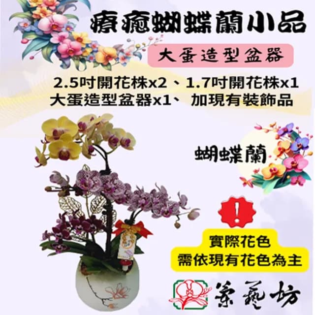 【蘭藝坊】蝴蝶蘭療癒大蛋造型盆栽(蝴蝶蘭)