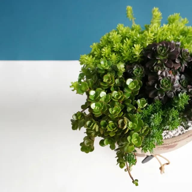 【CNFlower 西恩】多肉小夏天(植栽/植物/居家佈置)