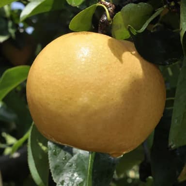 【MOMO獨家 水果達人】苗栗卓蘭爆汁高接梨禮盒6顆*1箱(450g±10%/顆中秋禮盒)