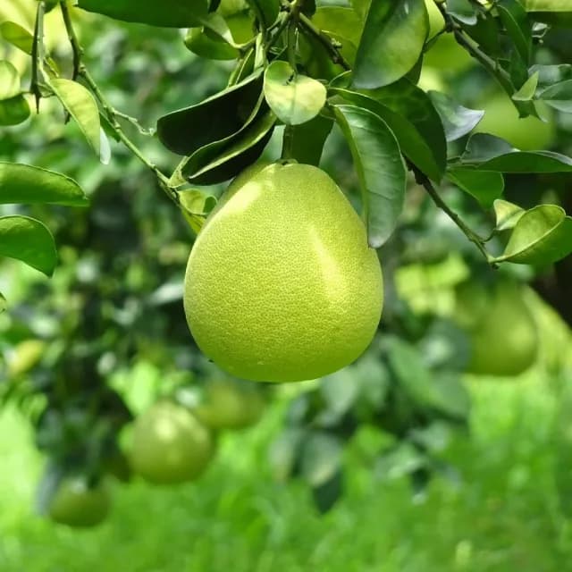 【黑貓嚴選】禾ME-麻豆30年老欉文旦3kg(5-8入/5斤/箱 產地直送 中秋 柚子 禮盒)