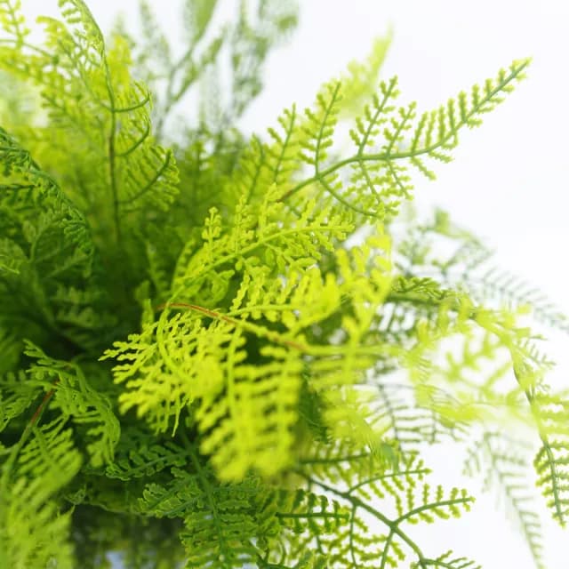 【HUGO DECO 榆果傢飾】高擬真波斯頓蕨皮革籃植栽(人造植栽/仿真植物/綠化/佈置)