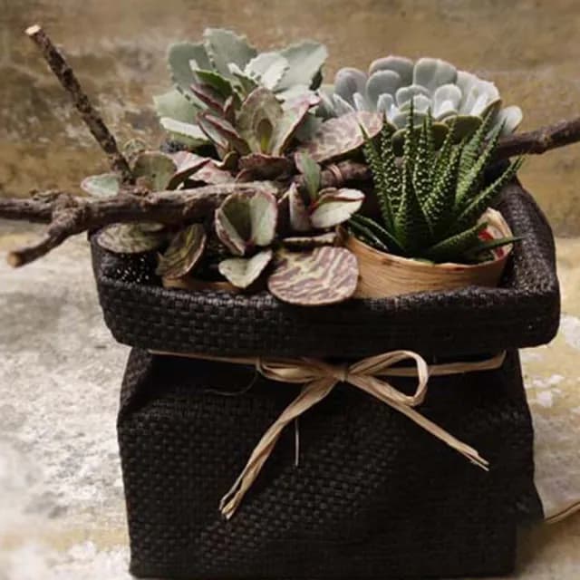 【Santa Ana】盆栽小禮袋(多肉植物的組合)