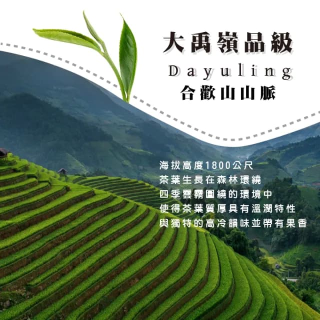 【名池茶業】大禹嶺品級手捻嵐香高冷烏龍75gx16包(共2斤)