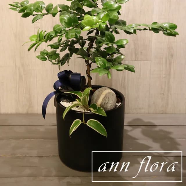 【ann flora】竹柏造型盆栽(喬遷開幕居家首選)