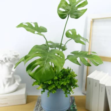 【HUGO DECO 榆果傢飾】電信葉/龜背葉植栽(擬真植栽/大葉植物/居家佈置/節慶送禮)