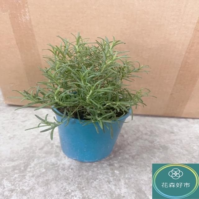 【花森好市】直立迷迭香(香草植物 盆栽 神聖之草 香氣)
