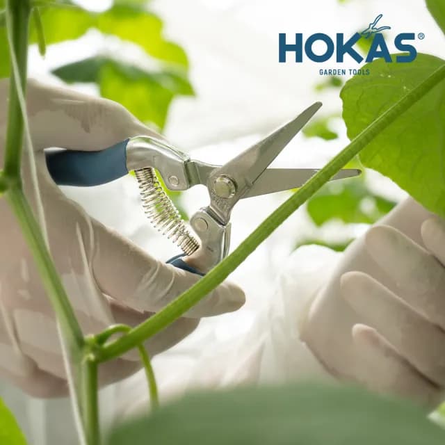 【HOKAS】長刃芽切剪(台灣製 適用觀葉植物 園藝盆栽 摘果 切花 S520-1)
