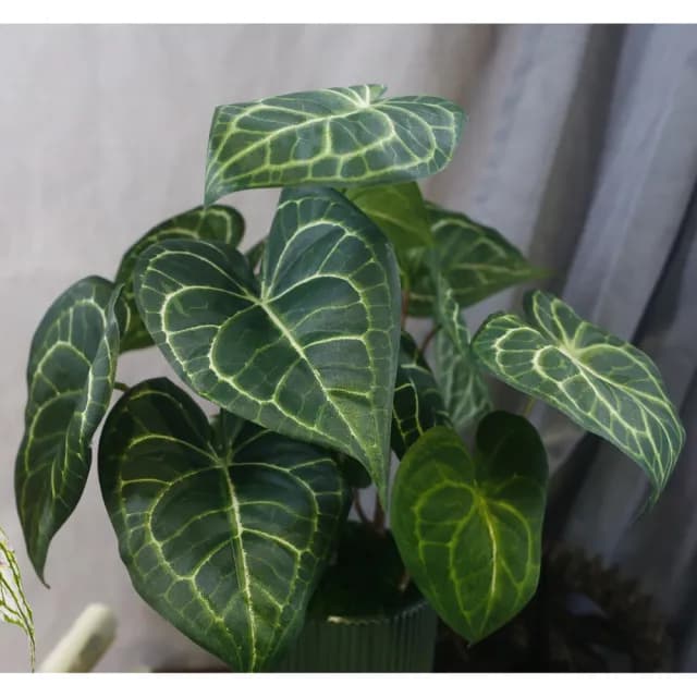 【HUGO DECO 榆果傢飾】高擬真水晶火燭葉盆栽(仿真植物/觀葉盆栽/人造植物/綠化/佈置)