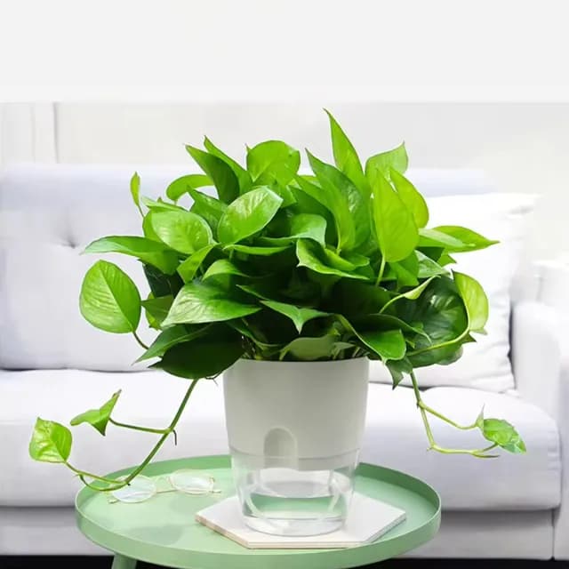 【京太陽】透明自吸水花盆(懶人花盆 自動澆水 吸水花盆 透明花盆 盆栽 植物花盆)