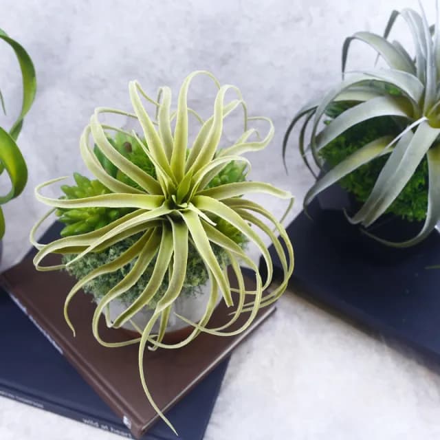 【HUGO DECO 榆果傢飾】植毛空氣鳳梨多肉植栽(擬真植物/禮物/綠化/永不凋零/佈置/聖誕節)