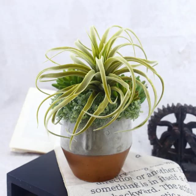 【HUGO DECO 榆果傢飾】植毛空氣鳳梨多肉植栽(擬真植物/禮物/綠化/永不凋零/佈置/聖誕節)