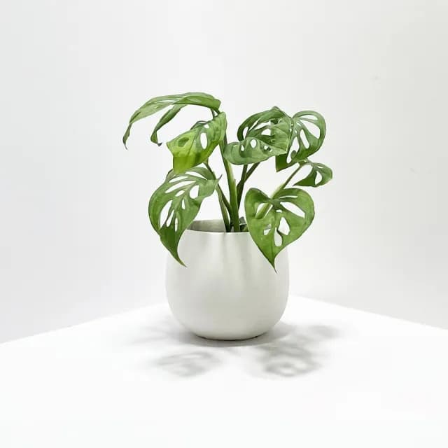 【原植】洞洞蔓綠絨(送禮 室內 植物 植栽)